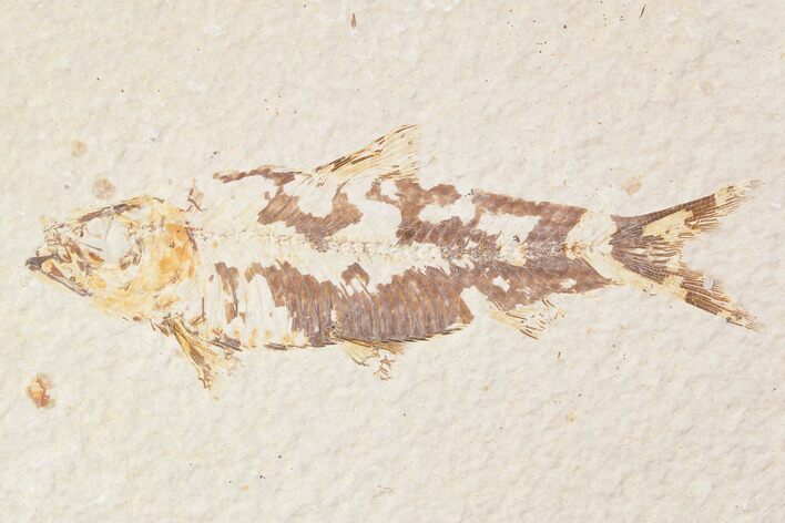 Bargain, Fossil Fish (Knightia) - Wyoming #89136